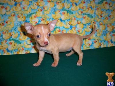 Chihuahua Puppies for Sale